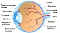 Строение глаза