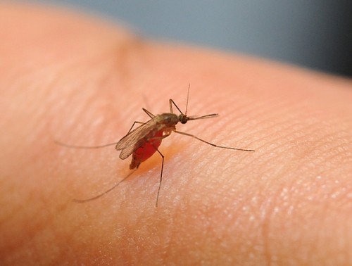Преимущества и недостатки применения ультразвуковых отпугивателей комаров