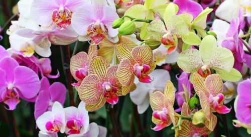 Когда и кому принято дарить орхидеи?